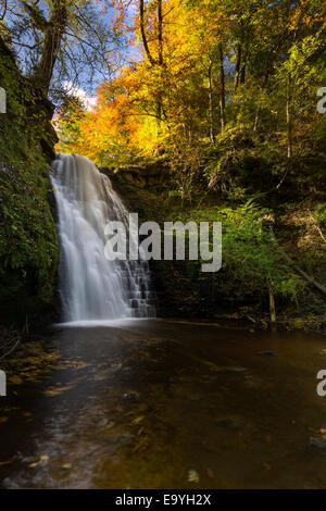 Fallen, Foss, Sneaton Wald, North Yorkshire, England Stockfoto