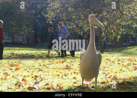 Westminster London, UK. 4. November 2014. Ein Pelikan, genießen die Sonne in St James Park an einem sonnigen Herbsttag in London Stockfoto