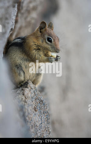 ein Eichhörnchen Essen Erdnüsse auf einem felsigen Untergrund Nahaufnahme Stockfoto