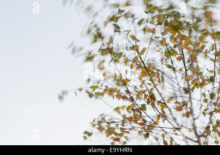 Baum Zweige Silhouetten auf windigem Wetter Stockfoto