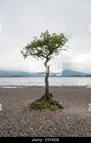 Ein einsamer Baum eine Eiche wächst in den Felsen auf dem Ufer von Loch Lomond Scotland UK am Rande seiner Umgebung überleben Stockfoto