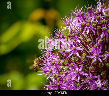 Honigbiene auf der Flucht, die Annäherung an eine Blume Stockfoto