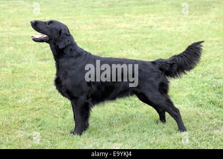 Schwarze Flat Coated Retriever Stockfoto