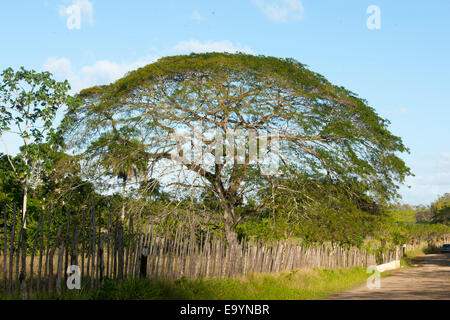 Dominikanische Republik, Osten, Baum an der Straße zur rancho Capote westlich von Hato Mayor