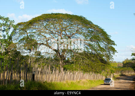 Dominikanische Republik, Osten, Baum an der Straße zur rancho Capote westlich von Hato Mayor
