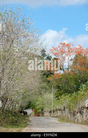Dominikanische Republik, Osten, Blühende Bäume eine der Strasse von Hato Mayor Zur Cueva Fun Fun