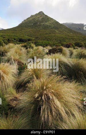 Landschaft mit Blick auf Tussock Gräser (Chionochloa Rubra), sub-antarktischen Campbell-Insel, New Zealand. Stockfoto