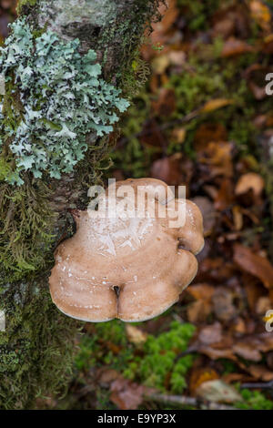 Birke Halterung Pilz: Piptoporus Betulinus. Nord-Wales. Stockfoto