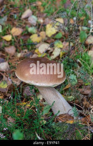 CEP oder Penny Bun Pilz: Boletus Edulis. Nord-Wales. Stockfoto