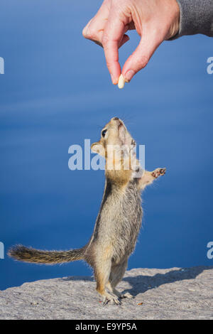 kleinen Streifenhörnchen stehend auf seinen Hinterbeinen erreichen für eine Erdnuss Stockfoto