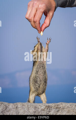 kleinen Streifenhörnchen stehend auf seinen Hinterbeinen erreichen für eine Erdnuss Stockfoto