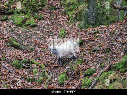 Wilde Ziege, Capra Hircus Beddgelert, Nantgwynant, Snowdonia, Nord-Wales Stockfoto