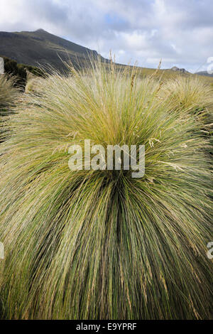 Landschaft mit Blick auf Tussock Gräser (Chionochloa Rubra), sub-antarktischen Campbell-Insel, New Zealand. Stockfoto