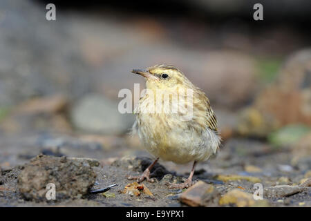 Australasian Pieper (Anthus Novaeseelandiae) auf den Boden, subantarktischen Campbell-Insel, Neuseeland. Stockfoto