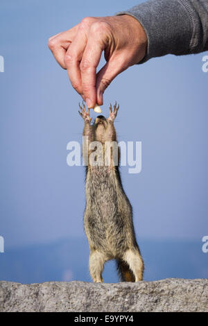 kleinen Streifenhörnchen stehend auf seinen Hinterbeinen erreichen für eine Erdnuss Stockfoto