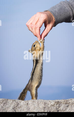 kleinen Streifenhörnchen stehend auf seinen Hinterbeinen erreichen für eine Erdnuss Stockfoto