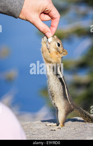 kleinen Streifenhörnchen stehend auf seinen Hinterbeinen erreichen für eine Erdnuss Stockfoto