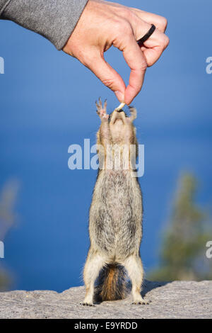 kleinen Streifenhörnchen stehend auf seinen Hinterbeinen erreichen für eine Erdnuss Stockfoto