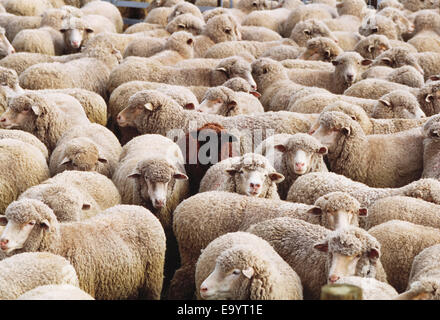 Vieh - Schafe in Betrieb Stift wartet auf Scheren / Kalifornien, USA. Stockfoto
