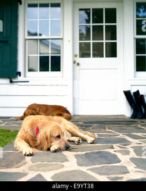 zwei golden Retriever Hunde Ruhe durch die vordere Tür der Häuser Stockfoto