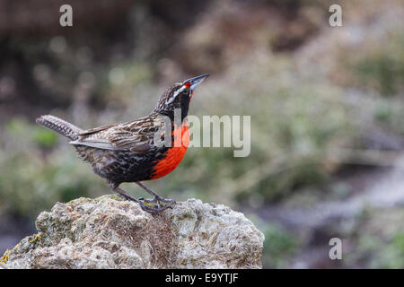 Long-tailed Meadowlark düsterer Insel, Falkland Stockfoto