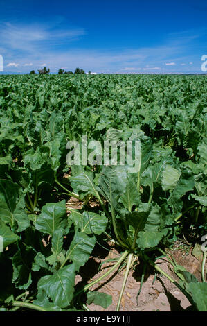 Landwirtschaft - Zuckerrüben Bereich / Western Idaho, USA. Stockfoto