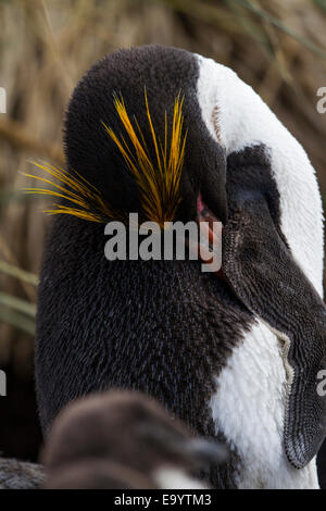 Makkaroni Penguin in einer Rockhopper Kolonie auf Bleaker Island, Falkland Stockfoto