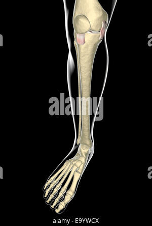 Kniebänder, Sehnen, x-ray Stockfoto