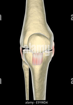 Kniebänder, Sehnen, x-ray Stockfoto