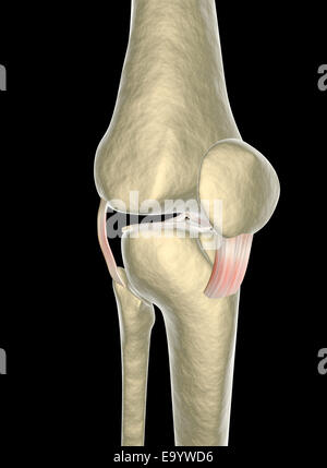 Kniebänder, Sehnen, x-ray Stockfoto