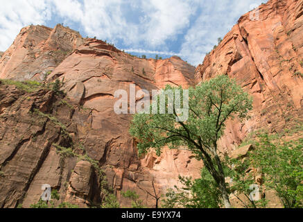 Diese Ansicht ist in den Zion Nationalpark Engstellen, wo die Majestät und das Drama der steilen Schluchtwände am deutlichsten sind. Stockfoto