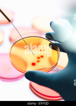 Nahaufnahme eines männlichen Wissenschaftler Hand eine Reihe von Agarplatten mit Bakterien im Mikrobiologielabor impfen Stockfoto