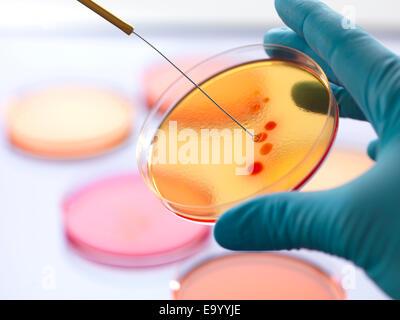 Nahaufnahme eines männlichen Wissenschaftler Hand impfen ein Agarplatten mit Bakterien im Mikrobiologielabor Stockfoto