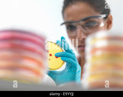Nahaufnahme von weiblicher Wissenschaftler untersuchen Kulturen in Petrischale in Mikrobiologie-Labor Stockfoto