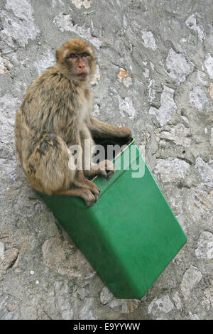 Barbary Affe sitzt in einem grünen Mülltonne, Gibraltar, Großbritannien Stockfoto