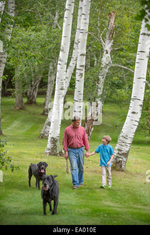 Vater und Sohn spazieren zwei Hunde Stockfoto