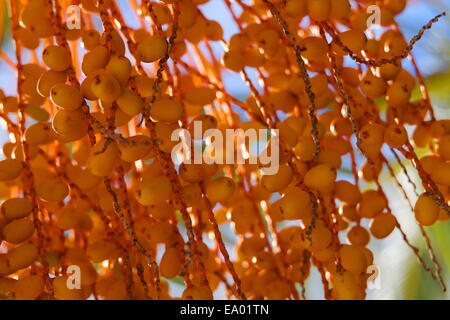 Reife Früchte auf Pindo-Palme Stockfoto