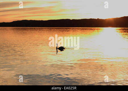 Einsame Schwan schwimmt auf dem See bei Sonnenuntergang, als Hintergrund Stockfoto