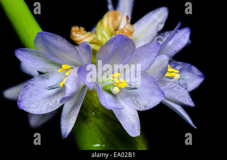 Lila Blüten von Monochoria Handsworthensis (L.) Solms auf schwarzem Hintergrund, genommen in Thailand hautnah Stockfoto
