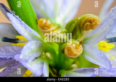 Knospen lila Blume von Monochoria Handsworthensis (L.) Großaufnahme Solms ist voller Tau, genommen in Thailand Stockfoto