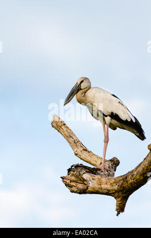 Asiatischer Openbill (Anastomus Oscitans) weißer Vogel für sich allein auf den Bäumen, die in der Dürre gestorben Stockfoto