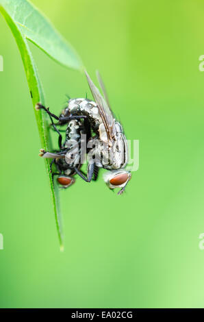 Fleisch-Fly (Parasarcophaga Ruficornis) auf dem Blatt in grünen Hintergrund Paarung hautnah Stockfoto