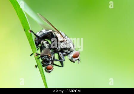 Fleisch-Fly (Parasarcophaga Ruficornis) auf dem Blatt in grünen Hintergrund Paarung hautnah Stockfoto