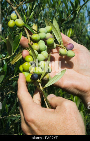 Kathy, Ag, Landwirtschaft, Bauernhof, Landwirtschaft, Ernte, ernten Stockfoto