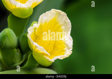 Schöne gelbe Blume des Limnocharis Flava hautnah oder gelben Burr-Kopf ist eine Art von aquatischen blühende Pflanze in Thail genommen Stockfoto