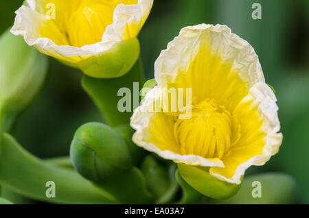 Schöne gelbe Blume des Limnocharis Flava hautnah oder gelben Burr-Kopf ist eine Art von aquatischen blühende Pflanze in Thail genommen Stockfoto