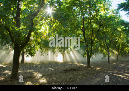 Kathy, Ag, Landwirtschaft, Bauernhof, Landwirtschaft, Grove, Obstgarten Stockfoto