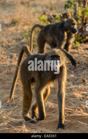 Savanne Paviane, Chacma Rennen, Wandern im Chobe Nationalpark, Botswana Stockfoto