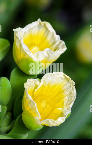 Schöne gelbe Blume des Limnocharis Flava hautnah oder gelben Burr-Kopf ist eine Art von aquatischen blühende Pflanze in Thail genommen Stockfoto