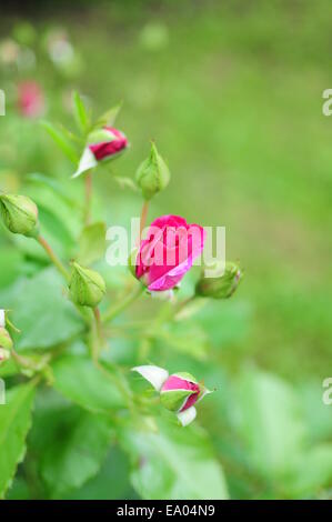 Rosa Rosenknospe im Garten Stockfoto
